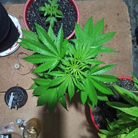 Bubble fruit growlog timeline photo