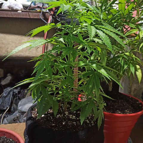 Bubble fruit growlog timeline photo