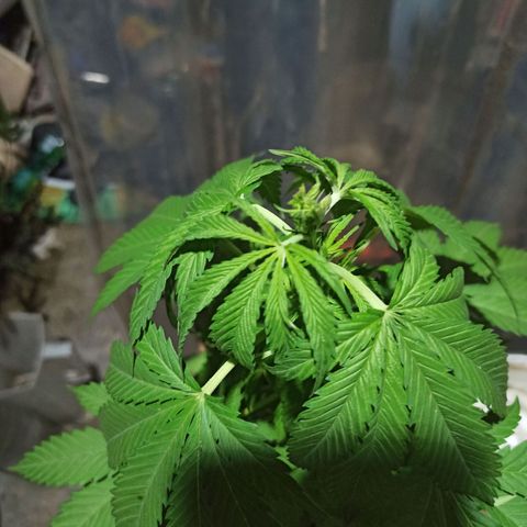 Bubble fruit growlog photo: Poda FIM