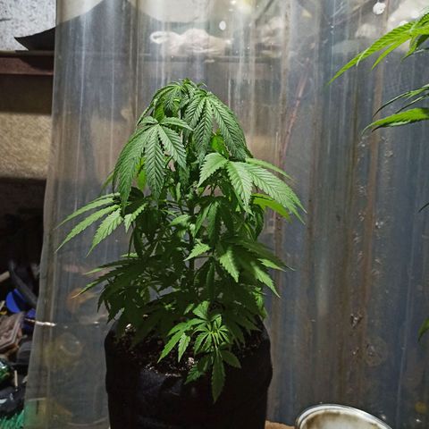 Bubble fruit growlog photo: Poda FIM