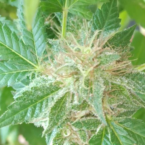 La gorda  growlog timeline photo