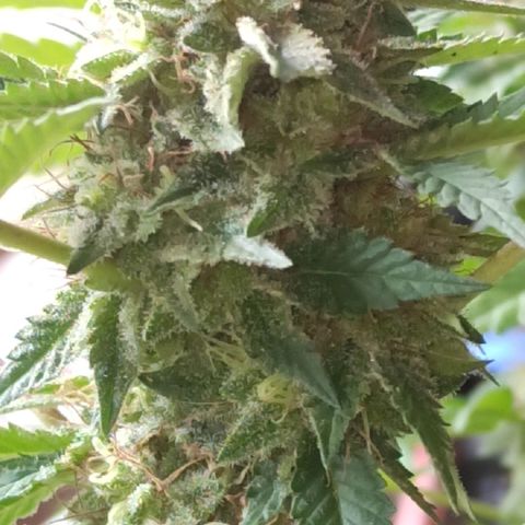 La gorda  growlog timeline photo