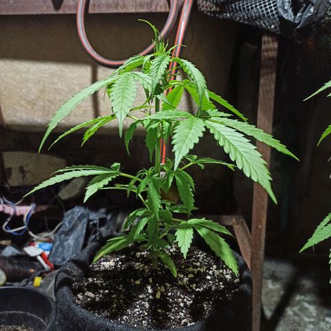 BCN Critical XXL Auto growlog timeline photo