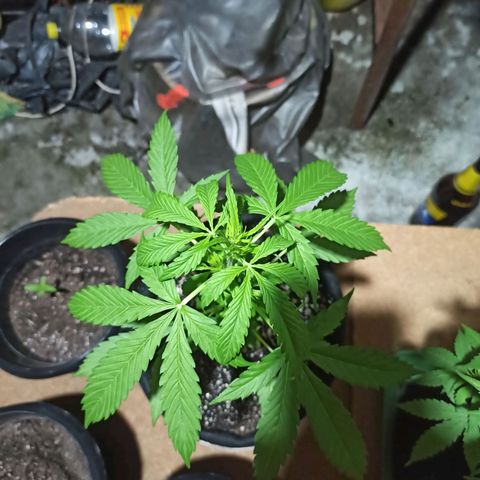BCN Critical XXL Auto growlog timeline photo