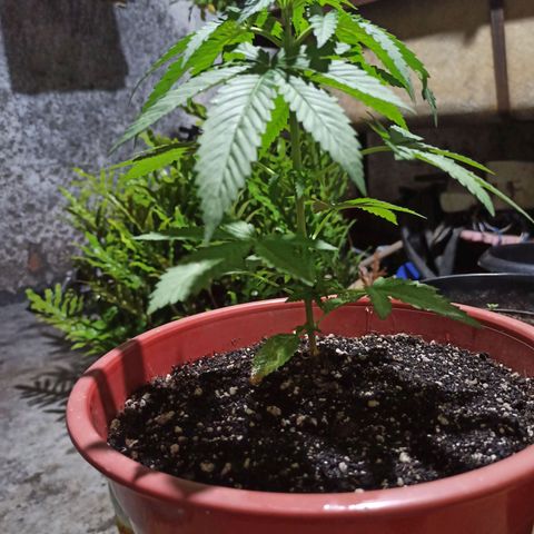 Bubba kush growlog timeline photo