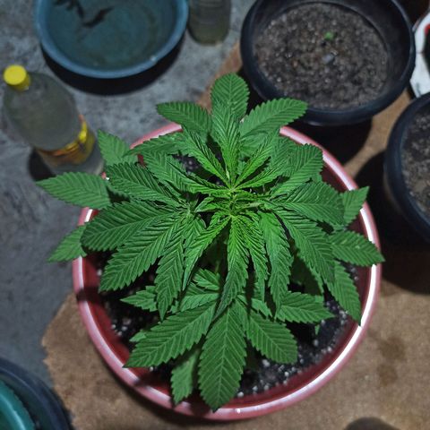 Bubba kush growlog timeline photo