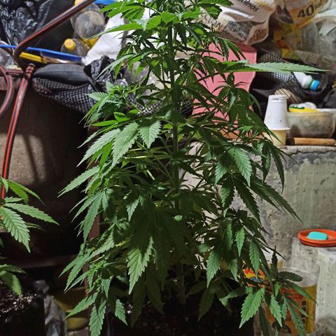 Bubble fruit growlog timeline photo