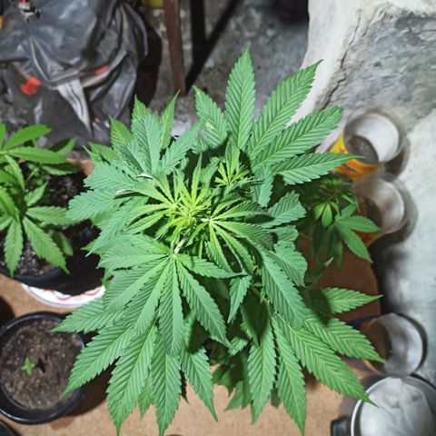Bubble fruit growlog timeline photo