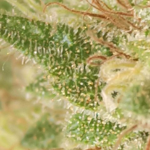 La gorda  growlog timeline photo