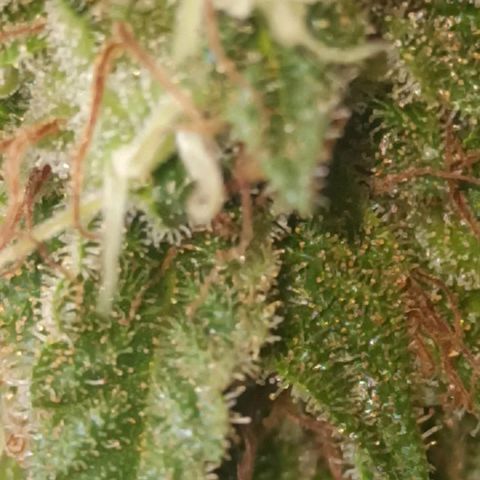 La gorda  growlog timeline photo