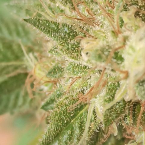 La gorda  growlog timeline photo