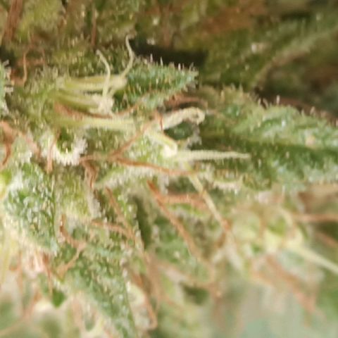 La gorda  growlog timeline photo