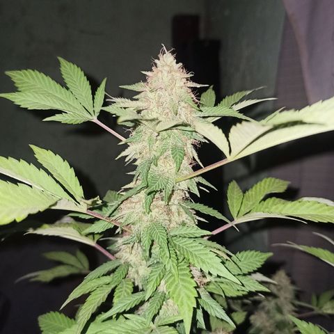 La gorda  growlog timeline photo