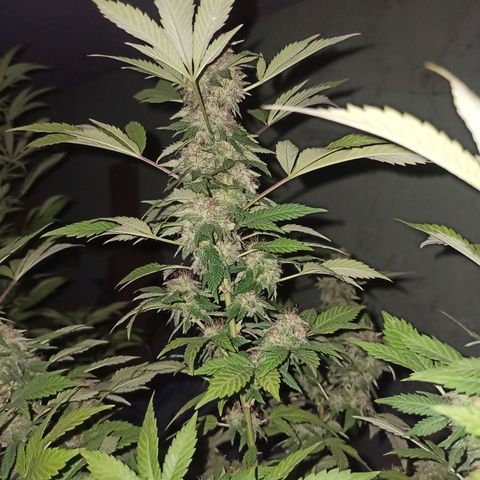 La gorda  growlog timeline photo