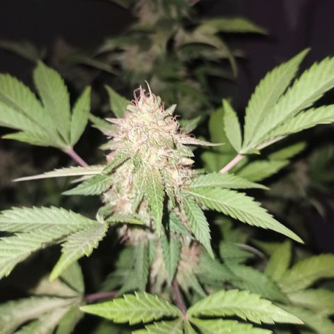 La gorda  growlog timeline photo