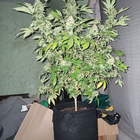 La gorda  growlog timeline photo