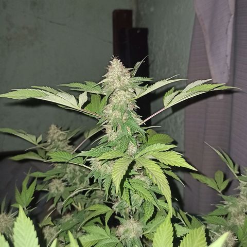 La gorda  growlog timeline photo