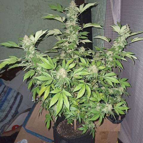 La gorda  growlog timeline photo