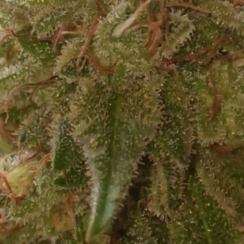 La gorda  growlog timeline photo