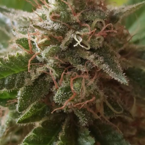 La gorda  growlog timeline photo
