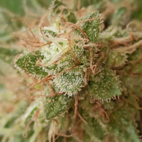 La gorda  growlog timeline photo