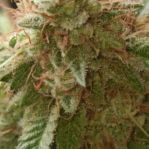 La gorda  growlog timeline photo