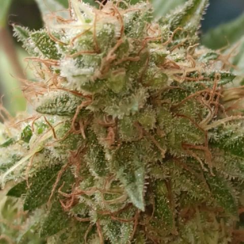 La gorda  growlog timeline photo