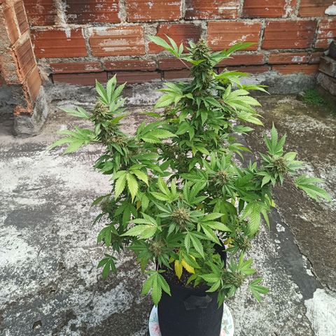 La gorda  growlog timeline photo
