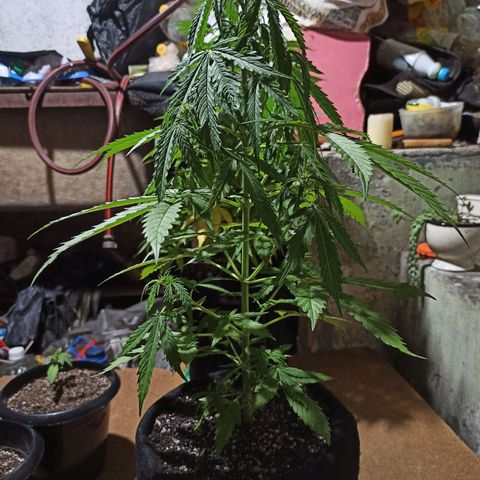 BCN Critical XXL Auto growlog timeline photo