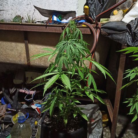 BCN Critical XXL Auto growlog timeline photo