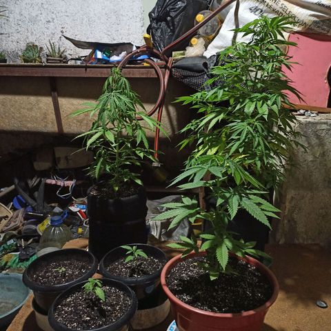 BCN Critical XXL Auto growlog timeline photo