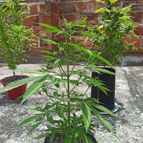 BCN Critical XXL Auto growlog timeline photo