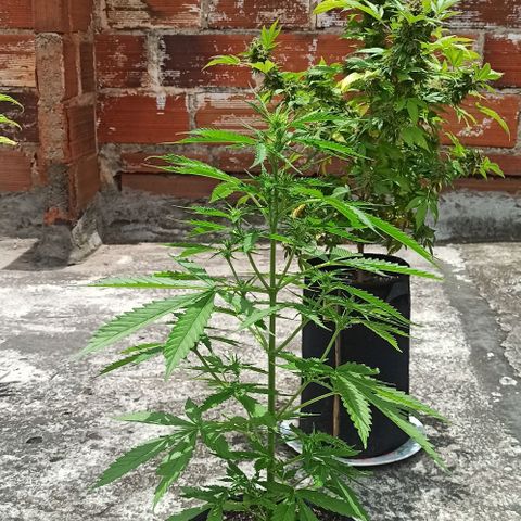 BCN Critical XXL Auto growlog timeline photo