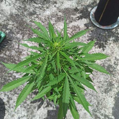 BCN Critical XXL Auto growlog timeline photo