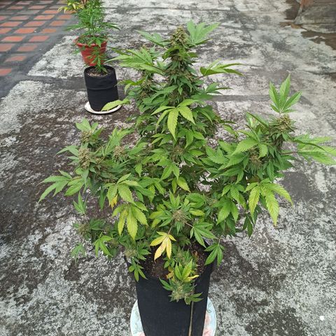 La gorda  growlog timeline photo