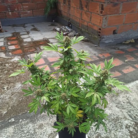 La gorda  growlog timeline photo