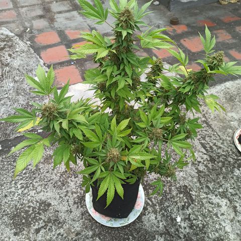 La gorda  growlog timeline photo