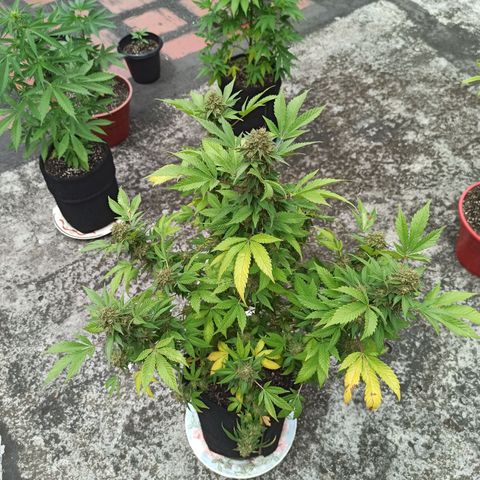 La gorda  growlog timeline photo