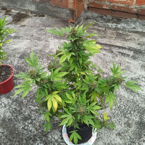 La gorda  growlog timeline photo