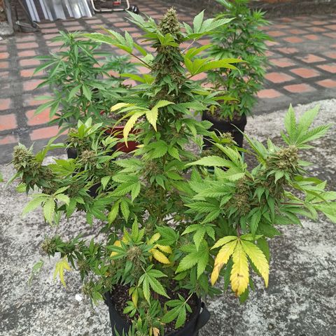 La gorda  growlog timeline photo