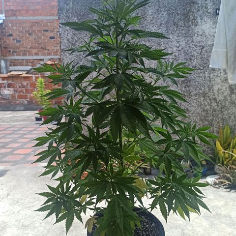 Bubble fruit growlog timeline photo