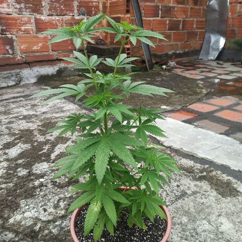 Bubba kush growlog timeline photo