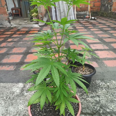 Bubba kush growlog timeline photo