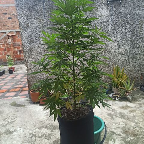Bubble fruit growlog timeline photo