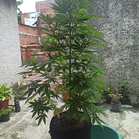 Bubble fruit growlog timeline photo