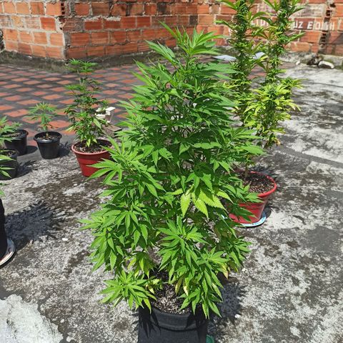 Bubble fruit growlog timeline photo