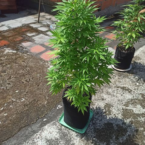 Bubble fruit growlog timeline photo