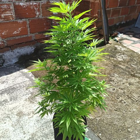 Bubble fruit growlog timeline photo