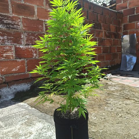 Bubble fruit growlog timeline photo