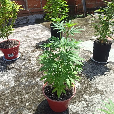 Bubba kush growlog timeline photo